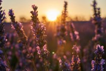 Close-up of beautiful violet flowers on lavender field at sunrise — Stock Photo