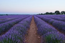 Big violet lavender field in evening light — Stock Photo