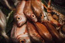 Different fresh fishes on market stall — Stock Photo