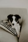 Милый щенок лежит на диване — стоковое фото