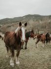 Beautiful horses pasturing on field between trees near hills and cloudy sky in Pyrenees — Stock Photo