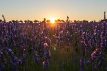 Flores em retroiluminado no campo de lavanda ao pôr do sol — Fotografia de Stock