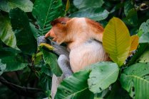 Macaco probóscide sentado entre folhas verdejantes de madeira na floresta tropical na Malásia — Fotografia de Stock