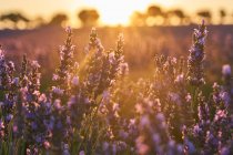 Lavender field at sunset in bright backlit — Stock Photo