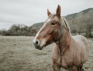 Красивые лошади пасутся на поле между деревьями возле холмов и облачным небом в Пиренеях — стоковое фото