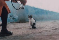 Женщина фотографирует бездомного кота — стоковое фото