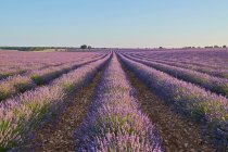 Big violet lavender field in countryside — Stock Photo