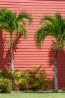 Dos pequeñas palmeras creciendo cerca de la pared roja de la casa de campo en un maravilloso día soleado - foto de stock