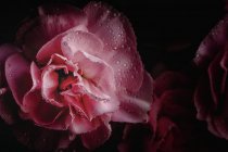 Buquê fresco de flores de cravos rosa no fundo escuro — Fotografia de Stock
