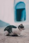 Брошенная грязная кошка на дороге — стоковое фото