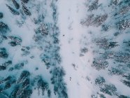Des gens méconnaissables marchant au milieu d'arbres enneigés dans une magnifique forêt arctique prise d'en haut — Photo de stock