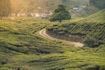 Pintoresca vista estrecha ruta entre plantaciones verdes en las colinas y pequeño pueblo en Malasia - foto de stock