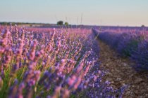 Großes violettes Lavendelfeld auf dem Land — Stockfoto