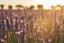 Grand champ de lavande violet à la lumière douce au coucher du soleil — Photo de stock