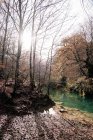 Rivage près d'un petit lac et d'arbres nus avec de l'eau tranquille lors d'une journée ensoleillée d'automne en Navarre, Espagne — Photo de stock
