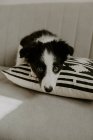 Cute puppy sitting on sofa — Stock Photo