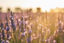 Lavender field at sunset in soft sunlight — Stock Photo