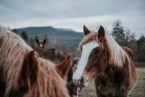 Beautiful horses pasturing on field between trees near hills and cloudy sky in Pyrenees — Stock Photo
