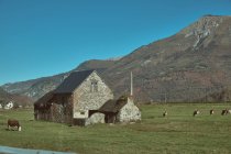 Mandria di mucche al pascolo in una valle verde vicino a cottage invecchiato e meravigliosa montagna sulla stazione di Canfranc a Huesca, Spagna — Foto stock