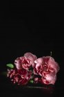 Bouquet fresco di garofani rosa fiori su sfondo scuro — Foto stock