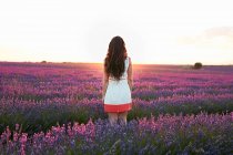 Back view of young lady between beautiful purple flowers on lavender field at sunrise — Stock Photo