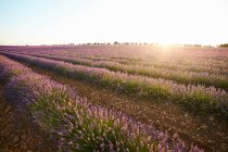 Rangées de fleurs dans un grand champ de lavande violette au coucher du soleil — Photo de stock