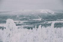 Arbres enneigés dans une magnifique forêt arctique dans une campagne arctique incroyable — Photo de stock