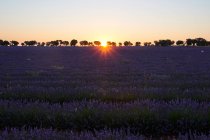 Großes violettes Lavendelfeld in der Landschaft bei Sonnenuntergang — Stockfoto
