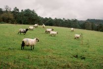 Side view of sheep pasturing on green meadow on hill in Orduna, Spain - foto de stock