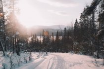 Сніжна асфальтна дорога біля хвойних лісів у дивовижній арктичній місцевості. — стокове фото
