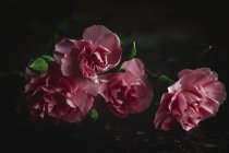 Bouquet frais de fleurs d'oeillets roses sur fond sombre — Photo de stock