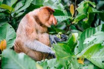 Мавпа хоботок сидить між дерев 