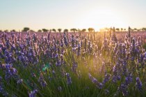 Campo de lavanda violeta grande ao pôr do sol em luz suave — Fotografia de Stock