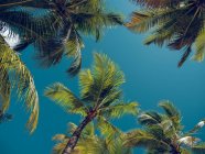 Wunderbare Palmen, die in Meeresnähe wachsen — Stockfoto