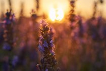 Close-up de belas flores de lavanda campo ao pôr do sol — Fotografia de Stock