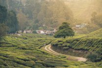 Malerische Aussicht enge Route zwischen grünen Plantagen auf Hügeln und kleinem Dorf in Malaysia — Stockfoto