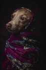 Cão Greyhound italiano em hijab árabe roxo, estúdio filmado em fundo escuro . — Fotografia de Stock