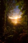 Blick auf Fluss und Sonnenuntergang durch wunderschöne Pflanzen — Stockfoto