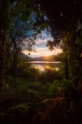 Blick auf Fluss und Sonnenuntergang durch wunderschöne Pflanzen — Stockfoto