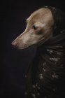 Italian Greyhound dog in brown Arabian hijab, studio shot on black background. — Stock Photo