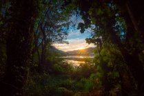Vue sur la rivière et le coucher du soleil à travers de belles plantes — Photo de stock