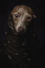 Italiano Greyhound cão em marrom árabe hijab, estúdio filmado em fundo preto . — Fotografia de Stock