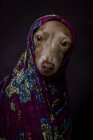 Italienischer Windhund in lila arabischem Hijab, Studioaufnahme auf dunklem Hintergrund. — Stockfoto