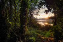 Vista del cielo fluviale e del tramonto attraverso bellissime piante — Foto stock
