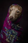 Итальянская собака Грейхаунд в фиолетовом арабском хиджабе, студия снята на тёмном фоне . — стоковое фото