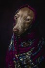 Cane levriero italiano in hijab arabo viola, girato in studio su sfondo scuro . — Foto stock