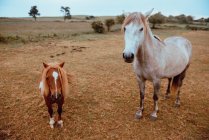 Beaux chevaux domestiques pâturant dans un champ sec — Photo de stock