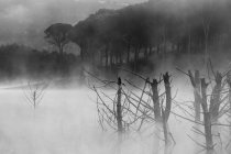 Bel fiume misterioso con alberi nella nebbia — Foto stock