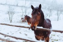 Bella baia cavalli con criniera nera pascolo sul campo di neve — Foto stock