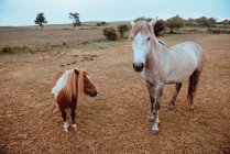 Beautiful domestic horses grazing in dry country field — Stock Photo